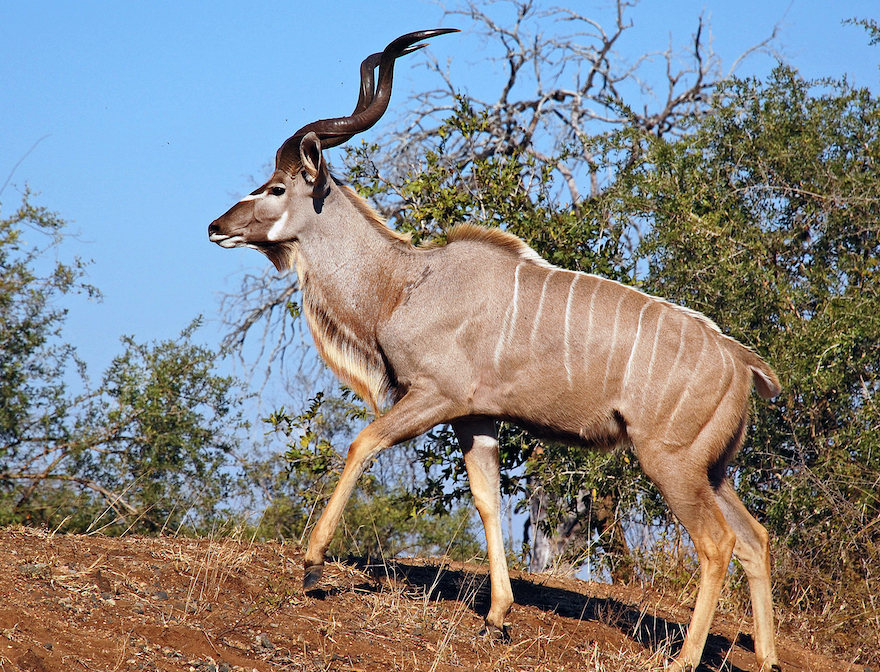 VINCENT TALL : GRAND GUIGNOL