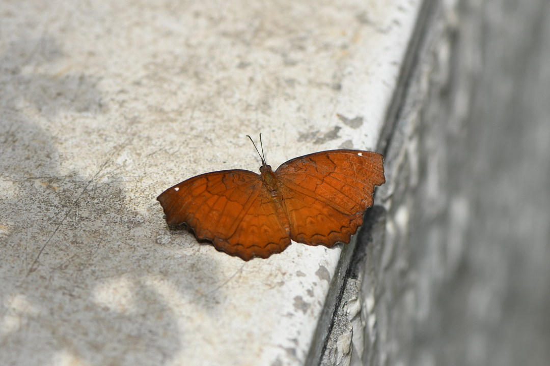 ツシマウラボシシジミ(飼育個体)(2020/9/12)_d0332816_01010574.jpg