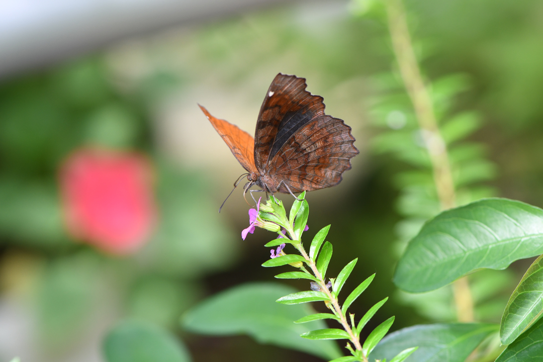ツシマウラボシシジミ(飼育個体)(2020/9/12)_d0332816_01163866.jpg
