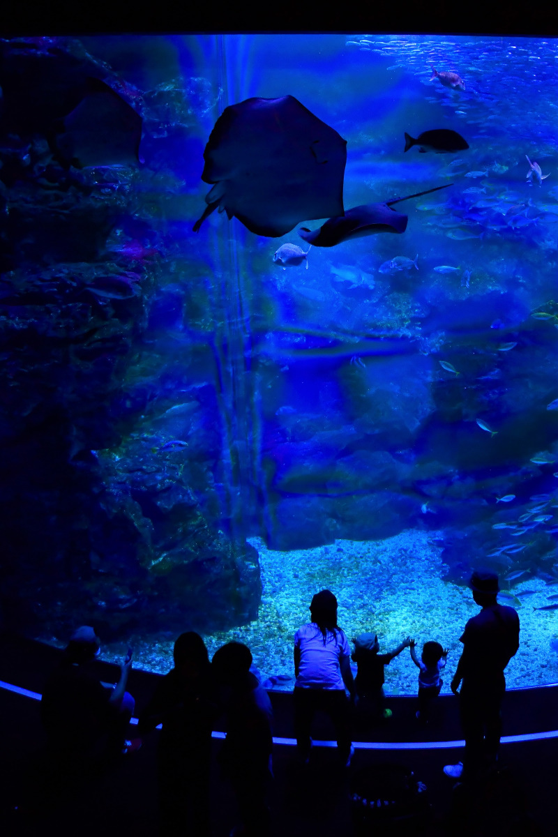 京都水族館_a0347635_09411065.jpg