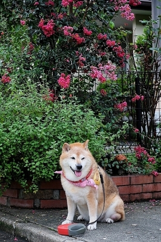つるつる すべすべ_b0314043_08122412.jpg