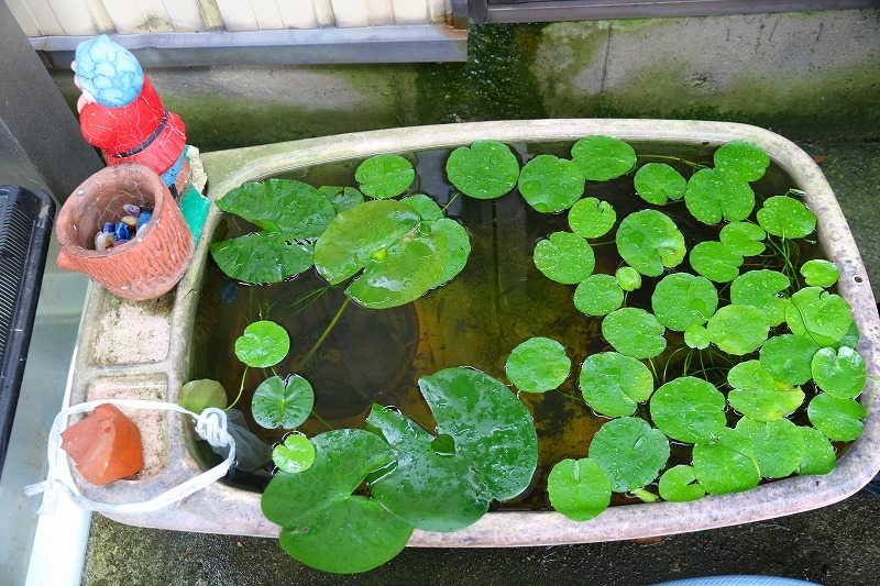 メダカ水槽掃除 シャムネコモモの日記 メダカ水槽掃除 シャムネコモモの日記