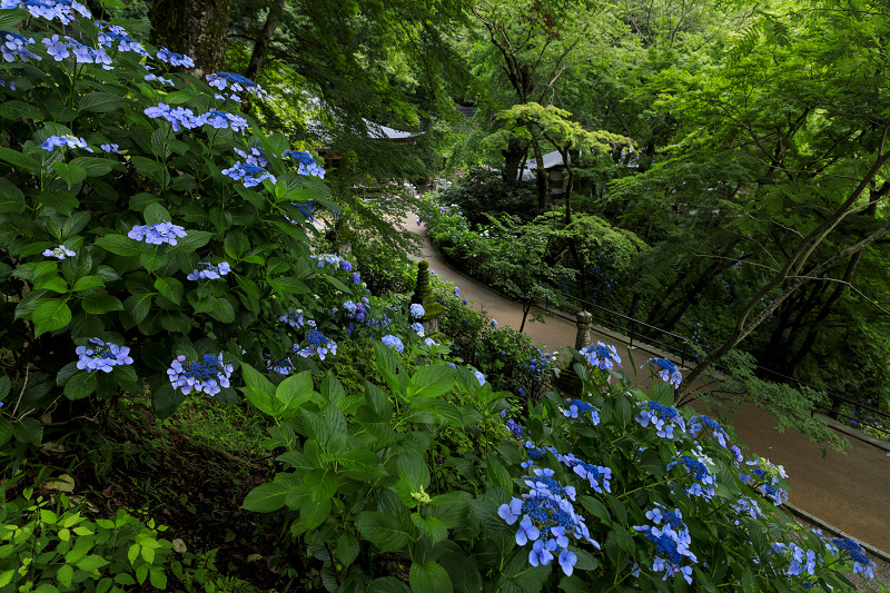 紫陽花咲く長谷寺（前編・回廊～五重塔付近）_f0155048_21522839.jpg