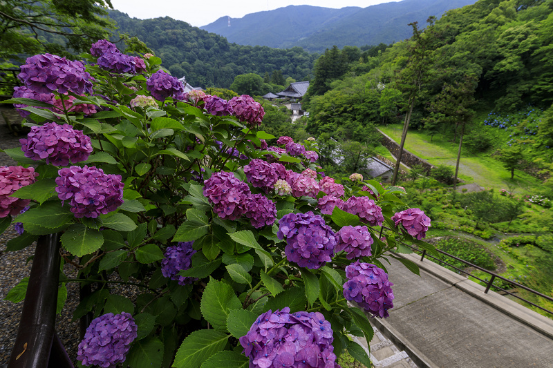 紫陽花咲く長谷寺（前編・回廊～五重塔付近）_f0155048_21533610.jpg