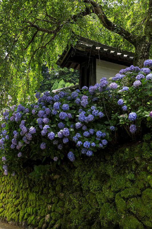 紫陽花咲く長谷寺（後編・本堂下～本坊）_f0155048_22101423.jpg