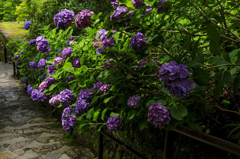 紫陽花咲く長谷寺（後編・本堂下～本坊）_f0155048_2233498.jpg