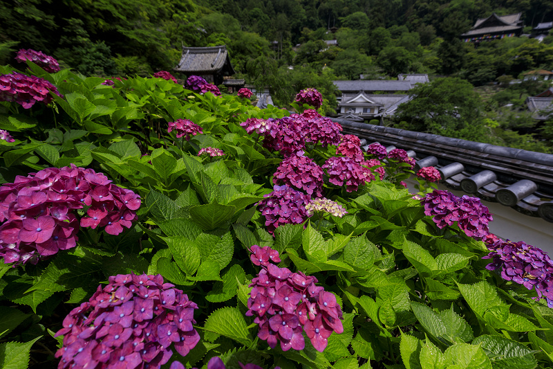 紫陽花咲く長谷寺（後編・本堂下～本坊）_f0155048_2295966.jpg