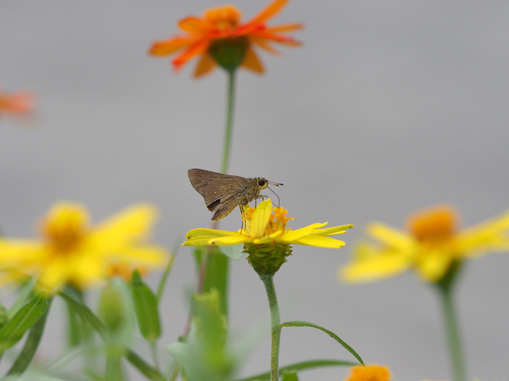 もしかして2020年初めての蝶と蜻蛉の撮影（千葉県松戸市、20200913）_f0345350_17012669.jpg