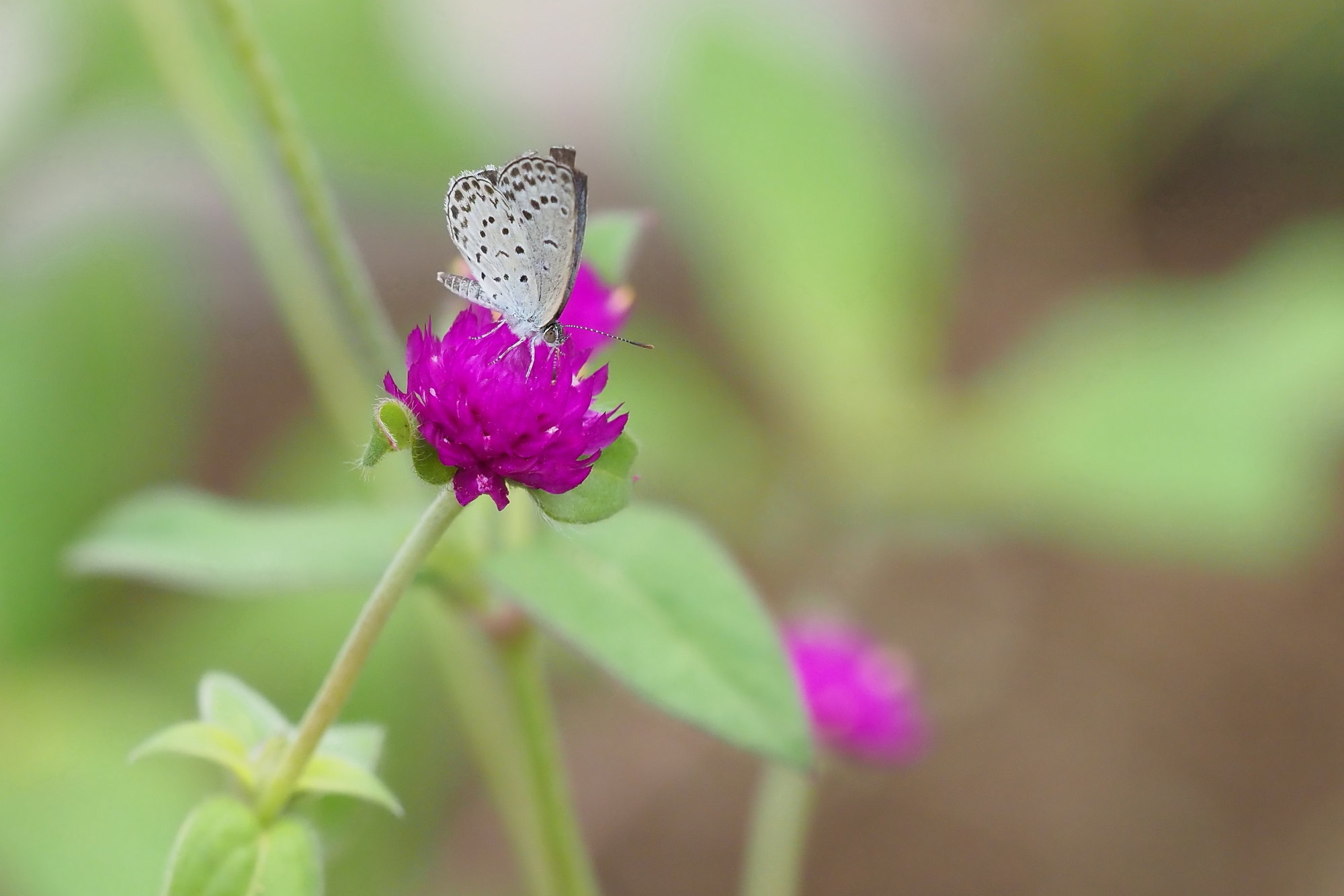 もしかして2020年初めての蝶と蜻蛉の撮影（千葉県松戸市、20200913）_f0345350_17013084.jpg