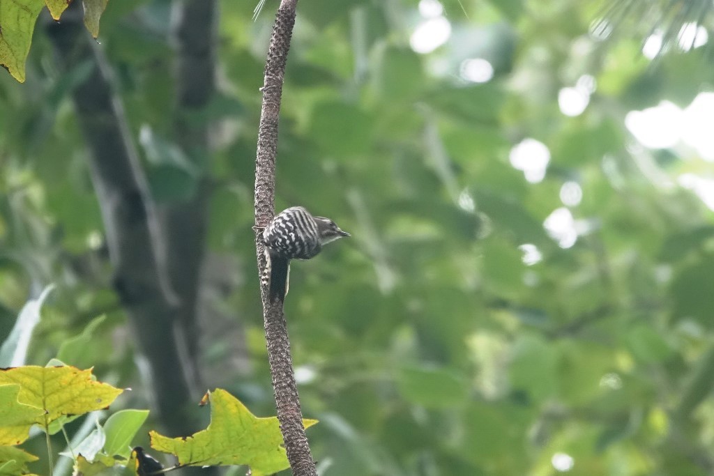 野鳥トレ221 森林植物園野鳥探鳥会_b0227552_19390855.jpg