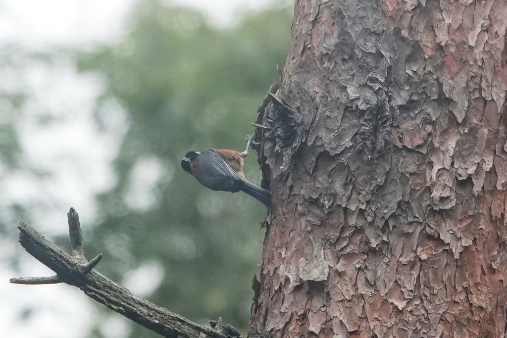 野鳥トレ221 森林植物園野鳥探鳥会_b0227552_19390878.jpg