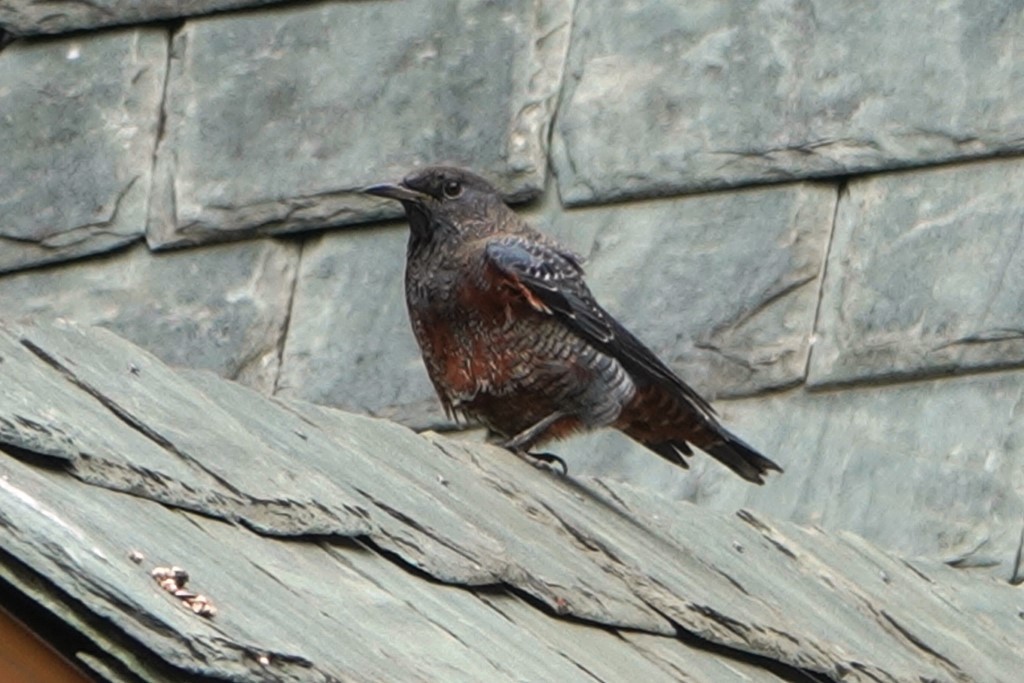 野鳥トレ221 森林植物園野鳥探鳥会_b0227552_19390927.jpg