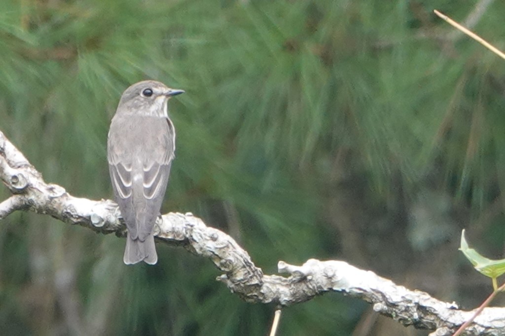 野鳥トレ221 森林植物園野鳥探鳥会_b0227552_19390931.jpg