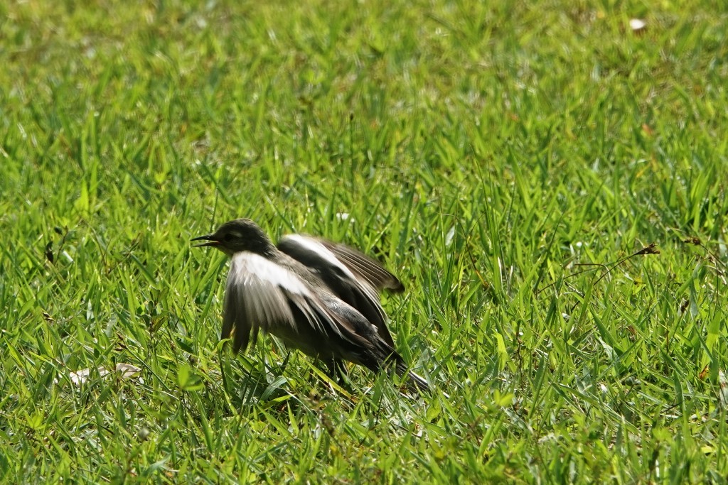 野鳥トレ221 森林植物園野鳥探鳥会_b0227552_19533683.jpg