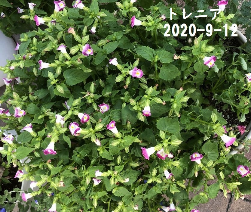 トレニア 昨年の種から芽吹いてきた フラワーポットで綺麗