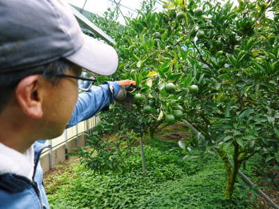 究極の柑橘「せとか」 摘果作業と玉吊り作業 樹勢も良く来年活躍する新芽も元気に芽吹いてます!_a0254656_18095741.jpg