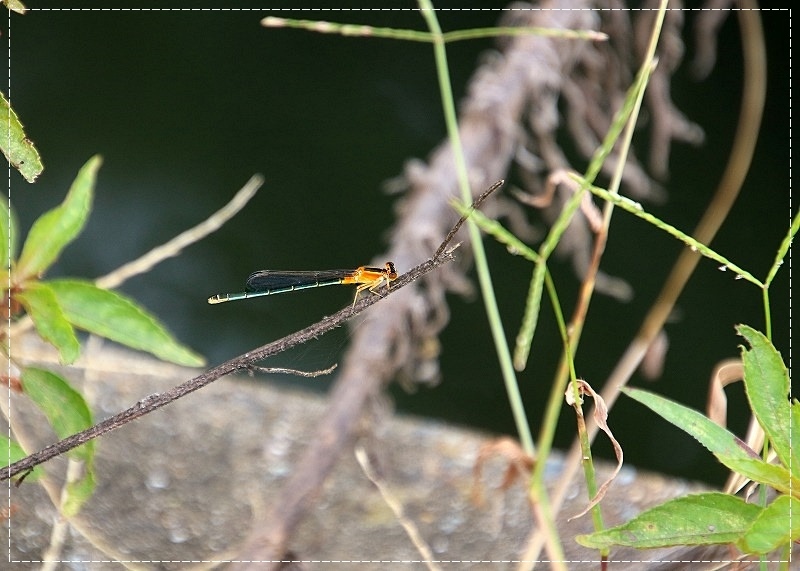 雀やアゼムシロ、散歩は楽し_d0102968_08043363.jpg