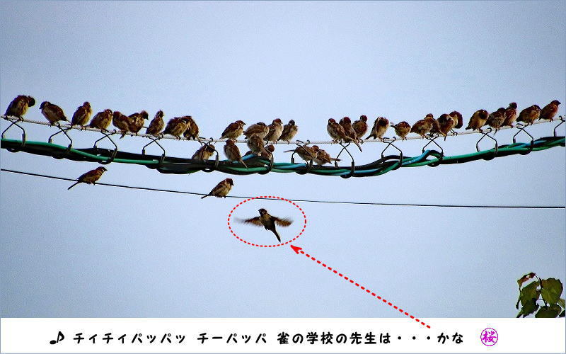 雀やアゼムシロ、散歩は楽し_d0102968_08043376.jpg