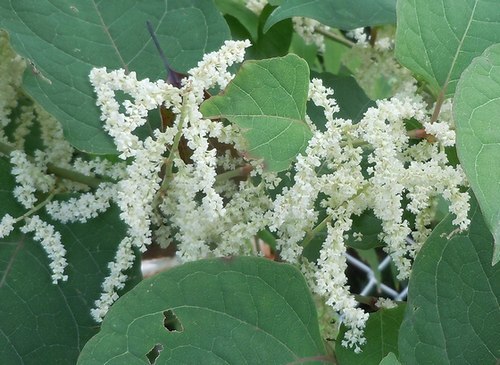 路傍の花、樹々の鳥（384）　～　口に拡がる酸っぱい味を思い出した　～_b0102572_13243861.jpg