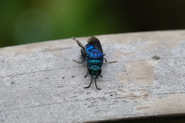 宝石蜂（jewel wasps）セイボウ | チャンネルF＋ クロバネセイボウ