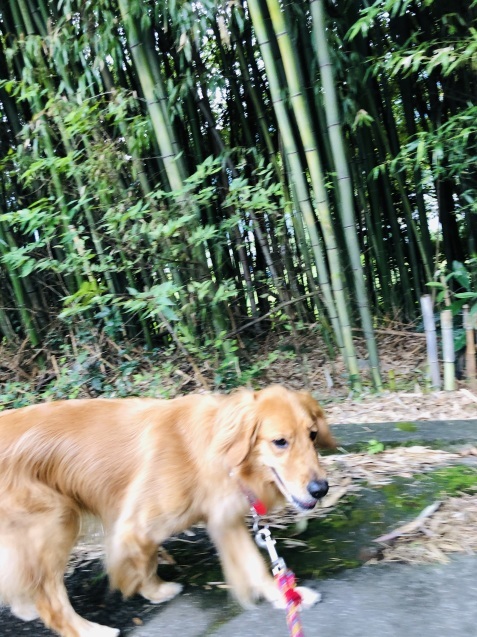 もう、午後に。_a0394574_14004069.jpeg