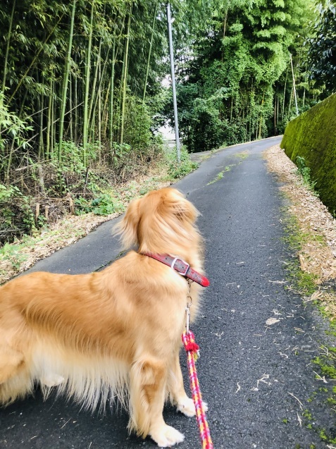 もう、午後に。_a0394574_14014204.jpeg
