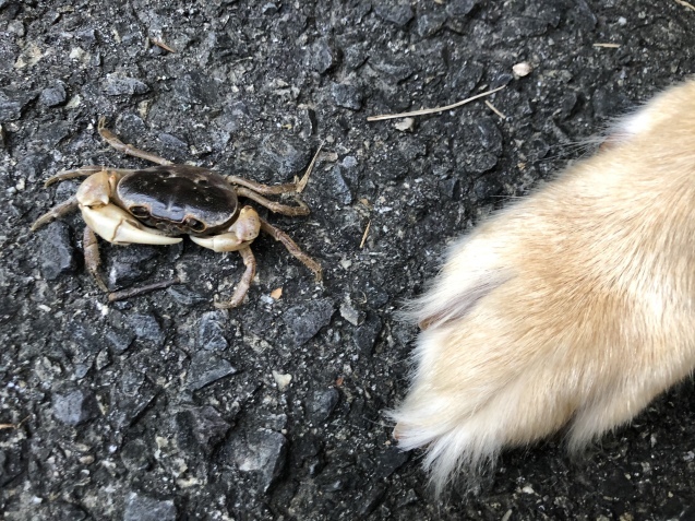 もう、午後に。_a0394574_14051369.jpeg