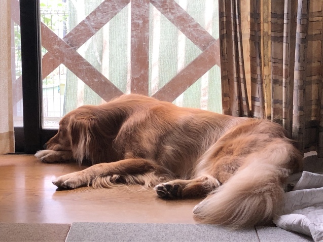 もう、午後に。_a0394574_14135977.jpeg