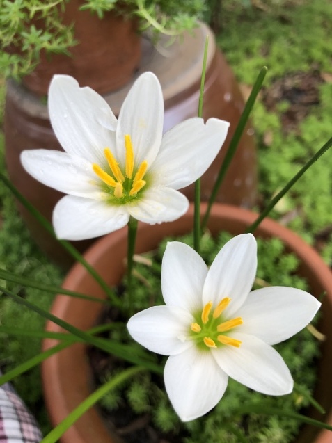 Help me,please._a0394574_20501160.jpeg