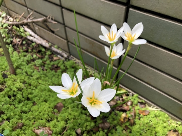 Help me,please._a0394574_20514039.jpeg