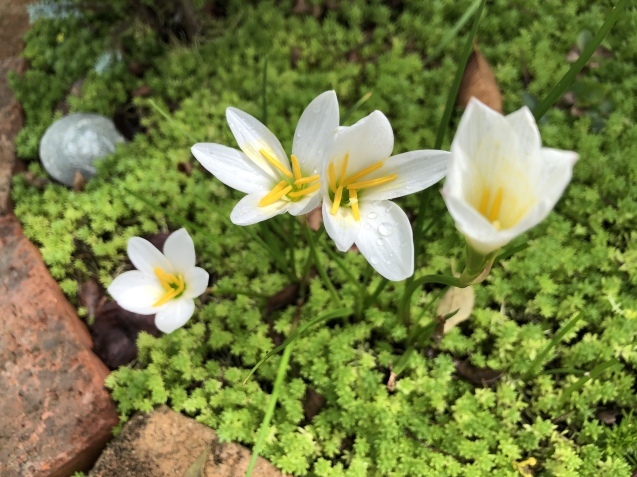 Help me,please._a0394574_21224457.jpeg