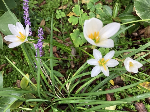 Help me,please._a0394574_21231266.jpeg