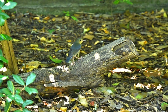 暑い公園で鳥さん撮影 大阪城公園_c0164881_15372354.jpg