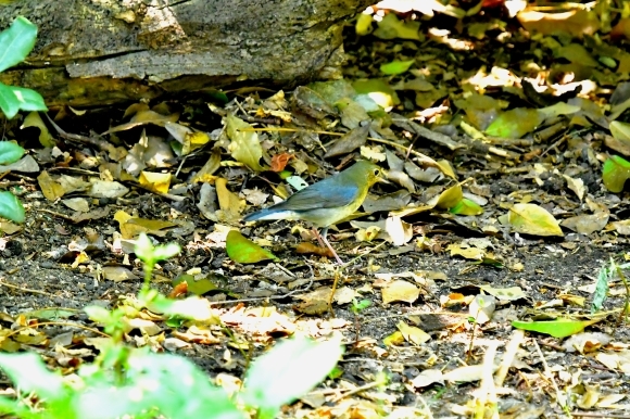 暑い公園で鳥さん撮影 大阪城公園_c0164881_15374228.jpg
