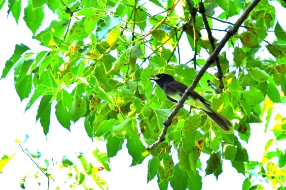 暑い公園で鳥さん撮影 大阪城公園_c0164881_15383370.jpg