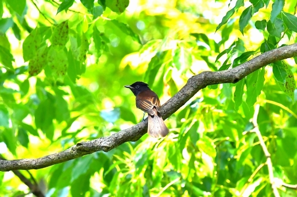 暑い公園で鳥さん撮影 大阪城公園_c0164881_15385488.jpg