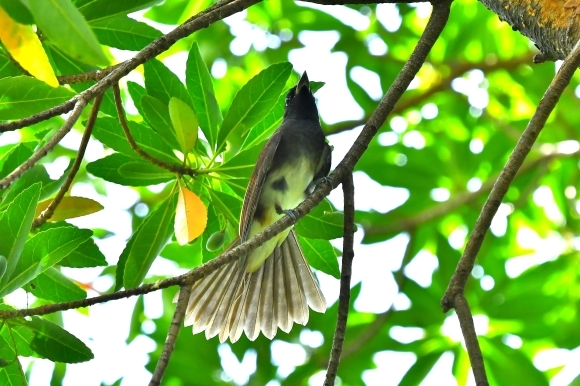 暑い公園で鳥さん撮影 大阪城公園_c0164881_15403439.jpg