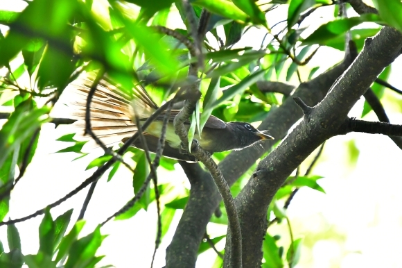 暑い公園で鳥さん撮影 大阪城公園_c0164881_15410965.jpg