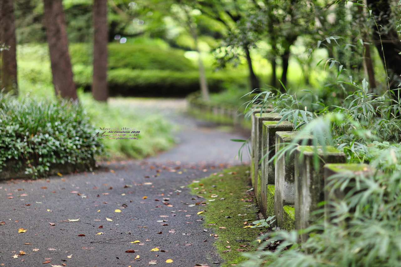 まゝに／９月の散策　武蔵丘陵森林公園 コリウス他_d0342426_00114666.jpg