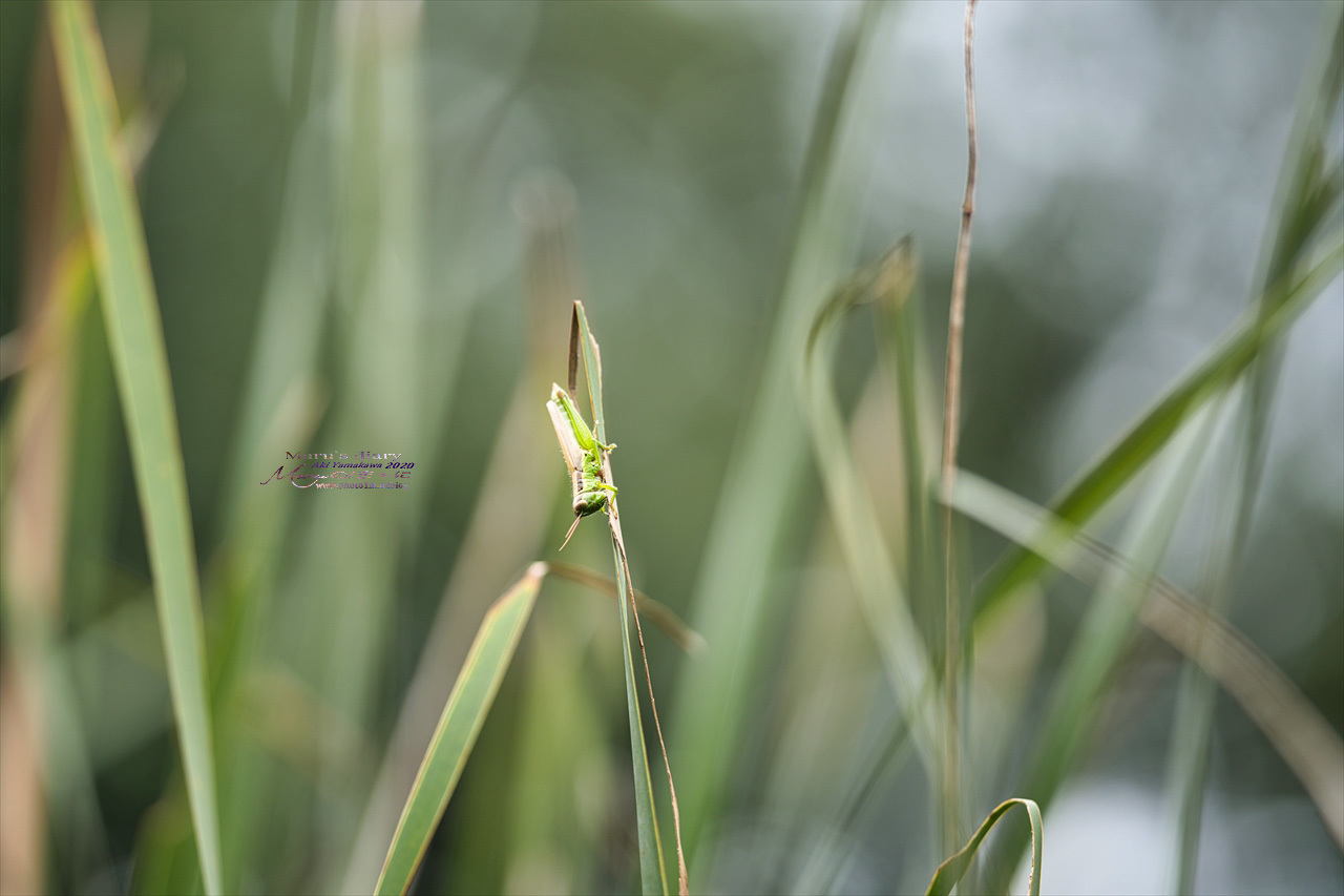 まゝに/9月の散策 武蔵丘陵森林公園 コリウス他_d0342426_00203228.jpg