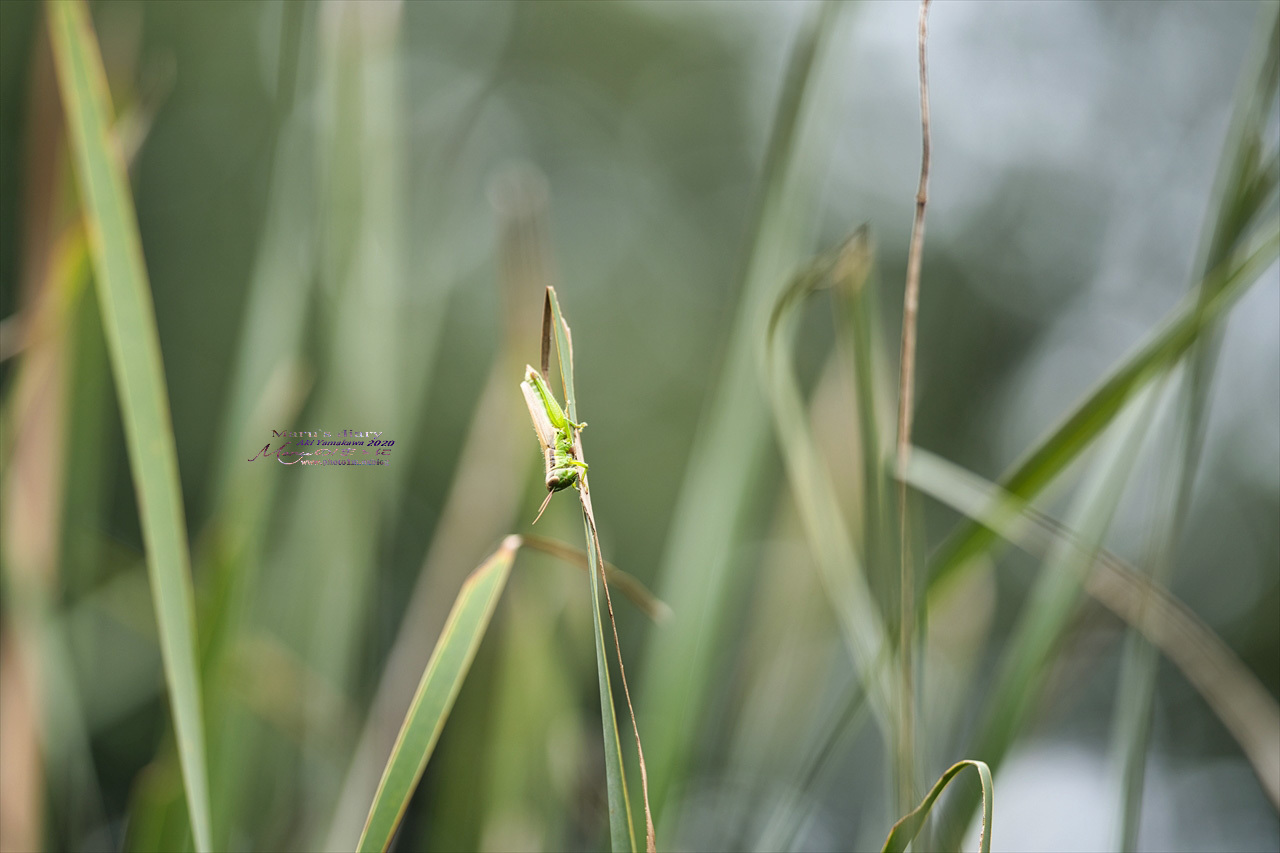 まゝに／９月の散策　武蔵丘陵森林公園 コリウス他_d0342426_00203228.jpg