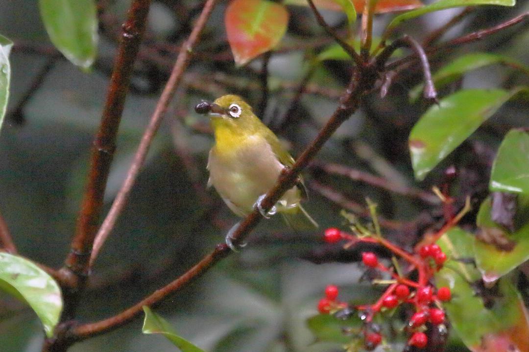 珊瑚樹にメジロ_e0403850_20111238.jpg
