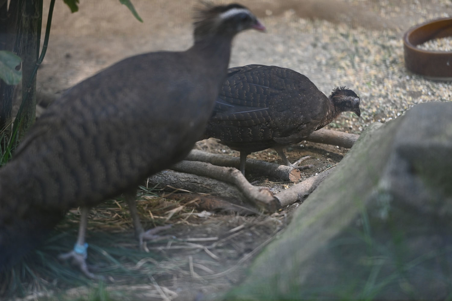 動物園へ行こう