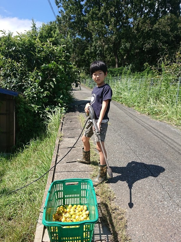 2020/9/14 今日の島暮らし/ 今年も「万次郎印のもちもちぎんなん」できました。_f0201157_18474477.jpg