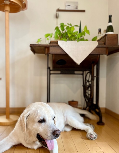 Labrador Retriever 吠えて 吠えて お手上げ!_a0165160_22263995.jpg