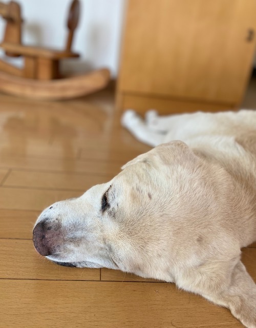 Labrador Retriever 吠えて 吠えて お手上げ!_a0165160_22285026.jpg