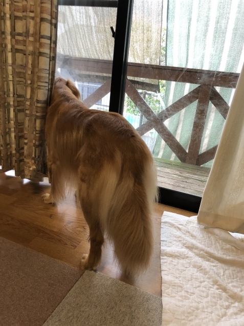 罹患。_a0394574_07182874.jpeg