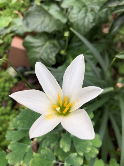 罹患。_a0394574_07193964.jpeg