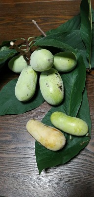 ポポーの木 実 Yukoの花散歩 ポポーの木 実 Yukoの花散歩