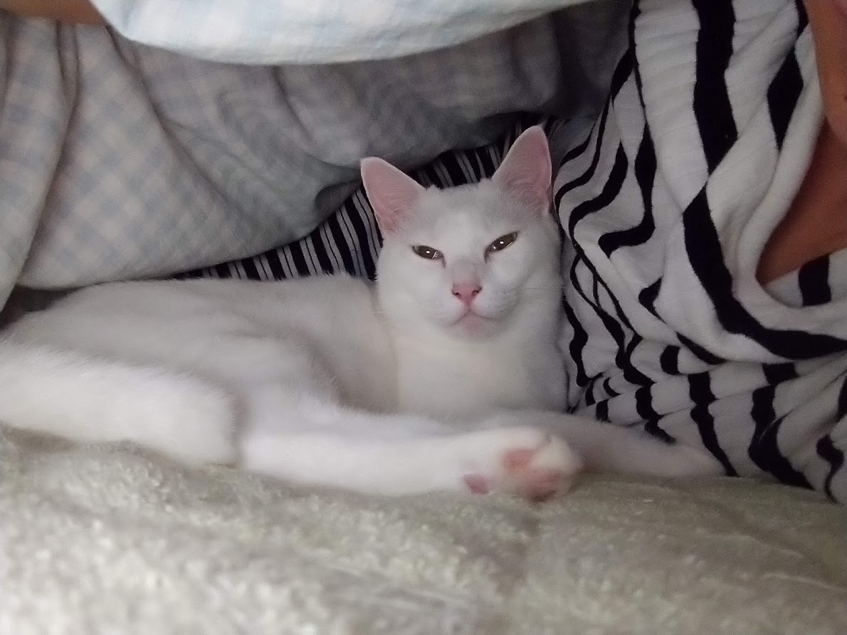 猫さんが布団に入ってくる季節になりました_f0197985_10174281.jpg
